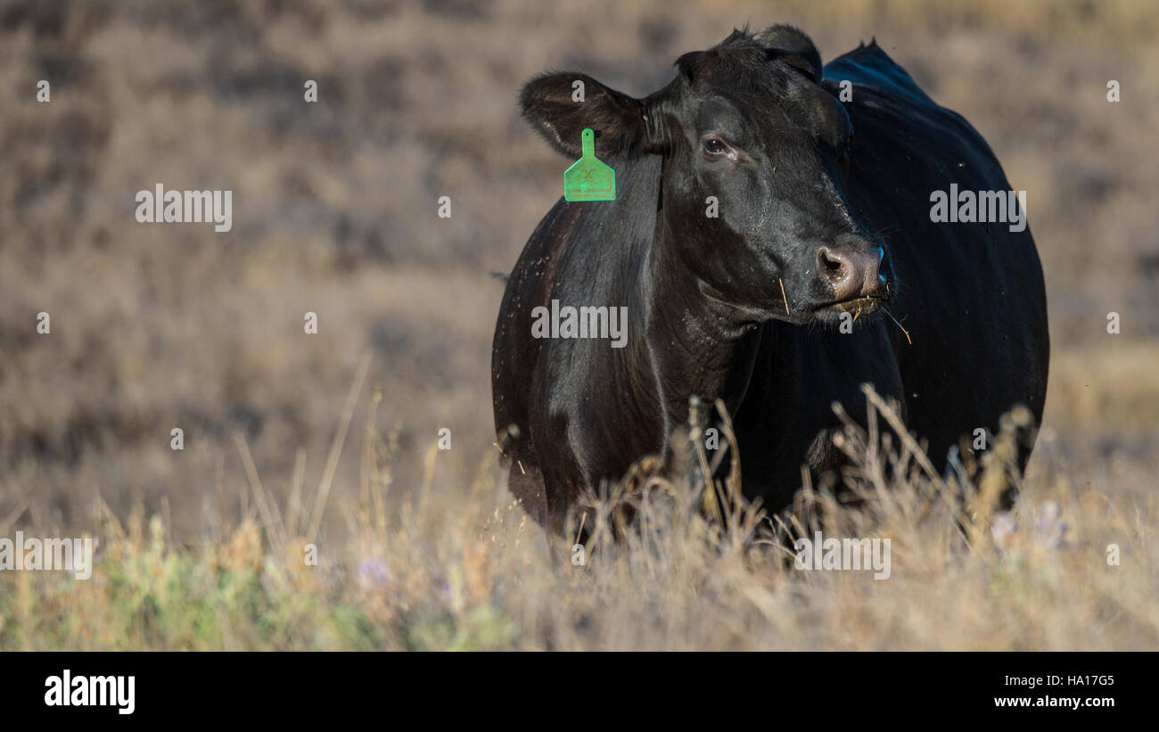 Il programma di incentivi per la qualità ambientale (EQIP) nella contea di Contra Costa sostiene l'agricoltura sostenibile attraverso la pianificazione della conservazione. Questa iniziativa prevede finanziamenti per sistemi alimentati a energia solare, conservazione dell'acqua e gestione del bestiame per migliorare le risorse terrestri e idriche. Foto Stock