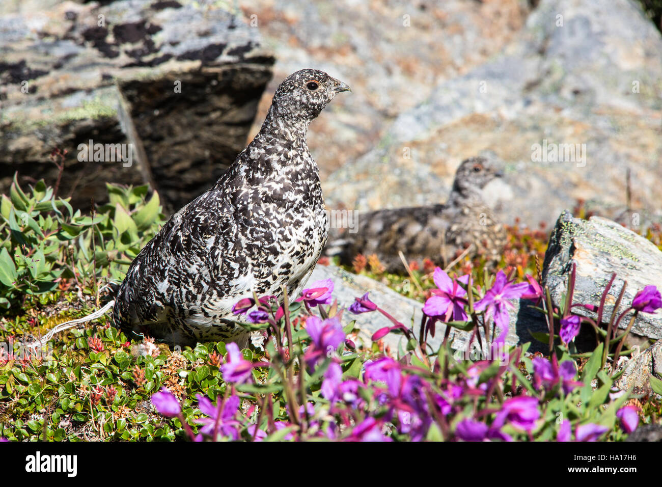 L'immagine mostra un Ptarmigan di roccia (Lagopus muta) con i suoi pulcini nel loro habitat naturale. Questa specie di uccelli è adatta agli ambienti freddi ed è nota per i suoi cambiamenti stagionali del piumaggio. Si trova nelle regioni rocciose e alpine dell'emisfero settentrionale. I pulcini sono tipicamente precoci, in grado di muoversi poco dopo la schiusa. La foto sottolinea le strategie di sopravvivenza dell'uccello in ambienti difficili e il suo ruolo nell'ecosistema. Foto Stock