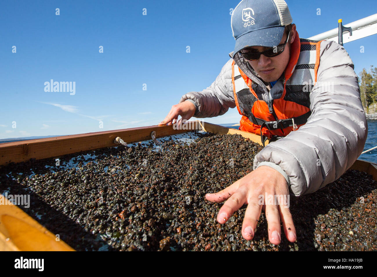 I volontari della Student Conservation Association (SCA) conducono una ricerca di uova di trota di lago nei sedimenti del lago Yellowstone per aiutare gli sforzi di gestione dei pesci e il controllo delle specie invasive. Foto Stock