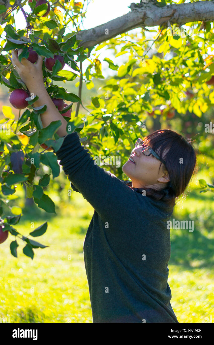 Questa foto cattura una donna che raccoglie mele, sottolineando il legame tra agricoltura, produzione alimentare e natura. Sottolinea il ruolo dell'USDA nel sostenere le pratiche agricole e promuovere un'agricoltura sostenibile. Foto Stock