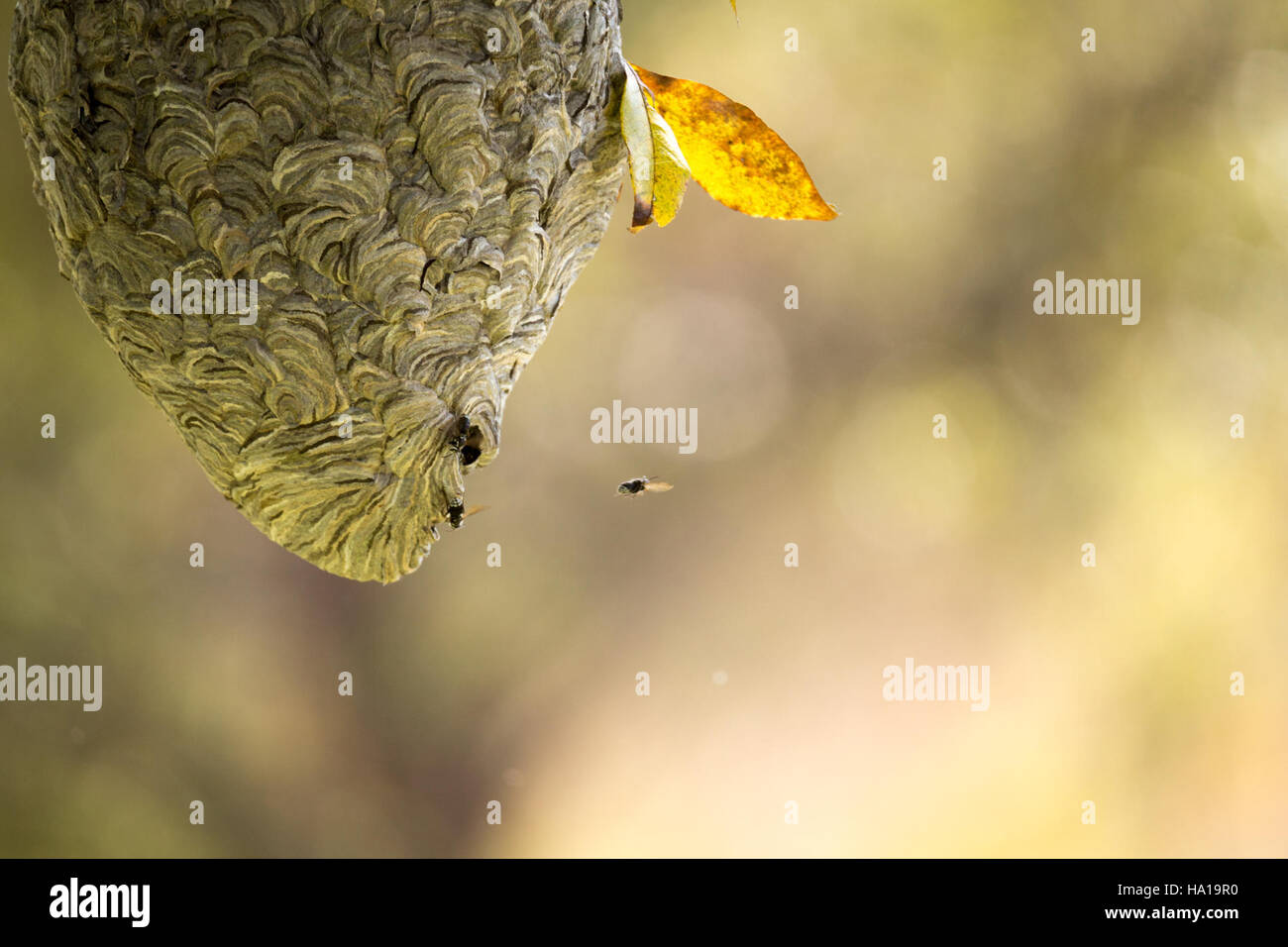 Primo piano di un nido di vespe, che illustra la struttura complessa e il comportamento delle vespe. Presenti negli habitat naturali, questi nidi contribuiscono ai processi ecosistemici come l'impollinazione e il controllo dei parassiti. Foto Stock