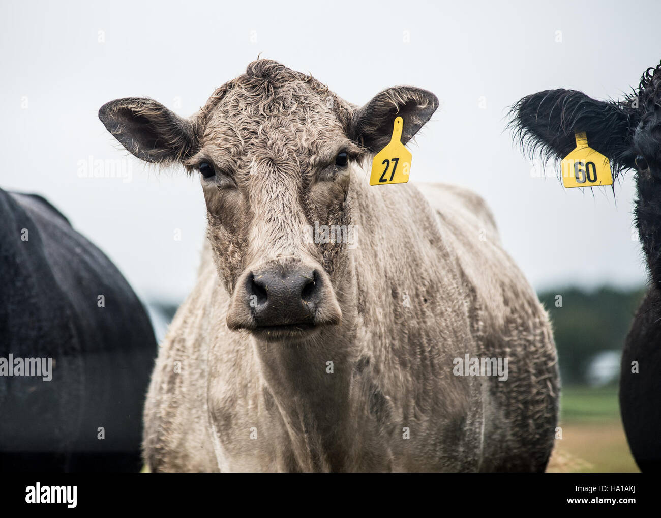 Il programma Renewable Energy for America (REAP) dell'USDA finanzia progetti di energia rinnovabile, tra cui tecnologie per il trattamento dei rifiuti animali, per le aziende agricole e le comunità rurali. Tali sforzi mirano a ridurre l'impatto ambientale attraverso pratiche sostenibili quali il recupero del metano e il controllo del fosforo. Foto Stock