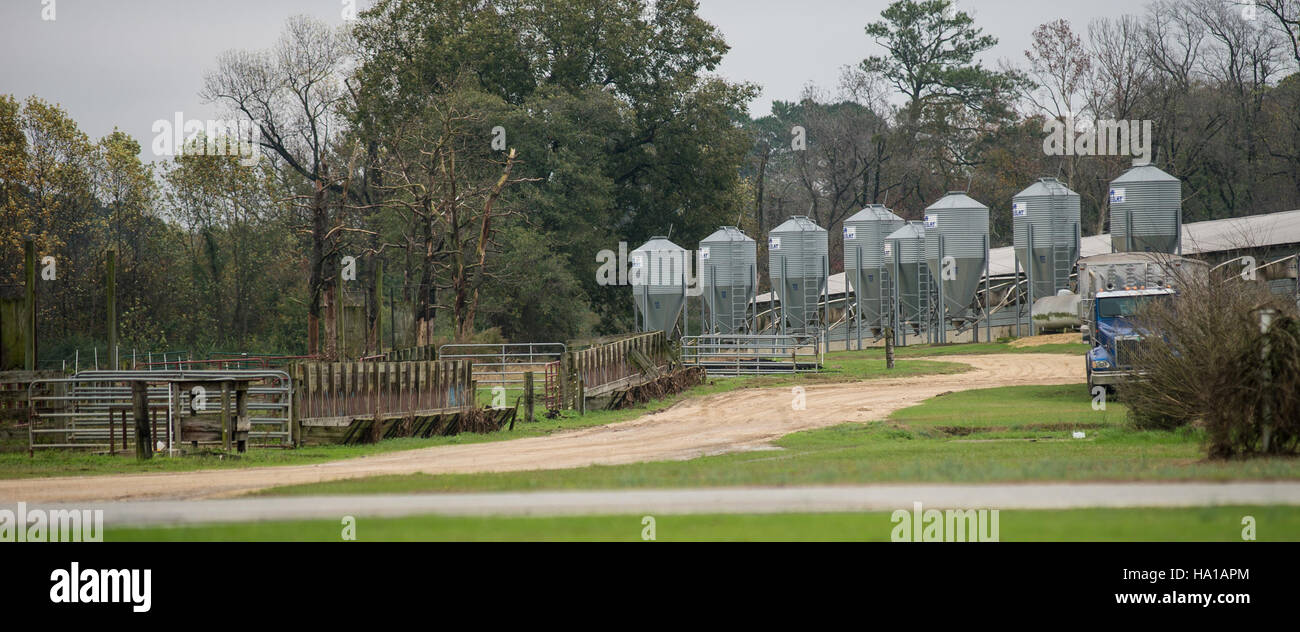 Il programma REAP (Rural Development Renewable Energy for America) dell'USDA sostiene tecnologie come i sistemi di trattamento dei rifiuti animali, compresa la gestione delle acque reflue dei suini, per ridurre l'impatto ambientale attraverso il controllo dell'ammoniaca e il recupero del fosforo. Foto Stock