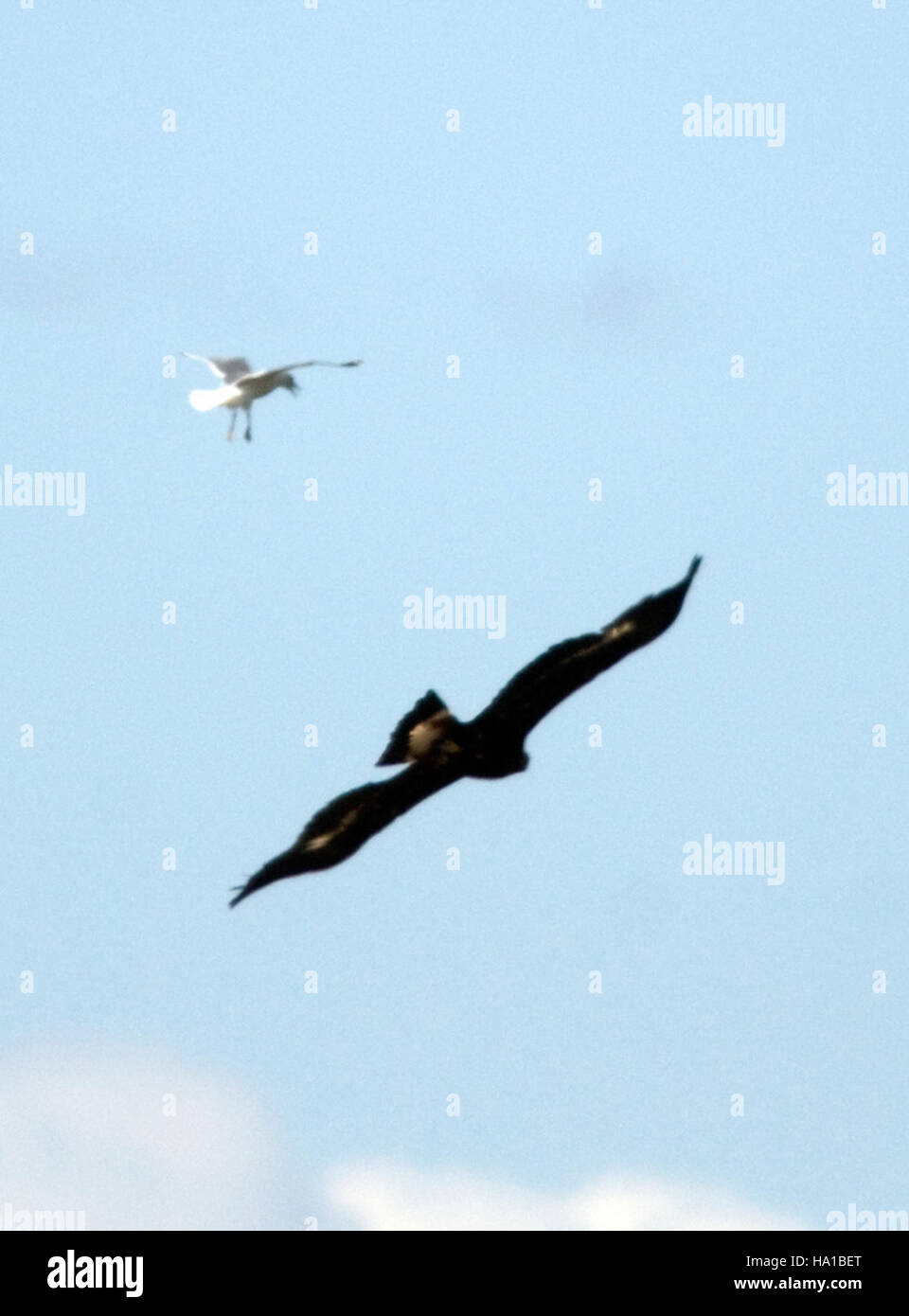 Un'aquila dorata nel Parco Nazionale di Denali, catturata durante un'osservazione della fauna selvatica. Il maestoso uccello è visto accanto a un gabbiano mew, che mostra la diversità della fauna selvatica nell'ecosistema del parco. Foto Stock