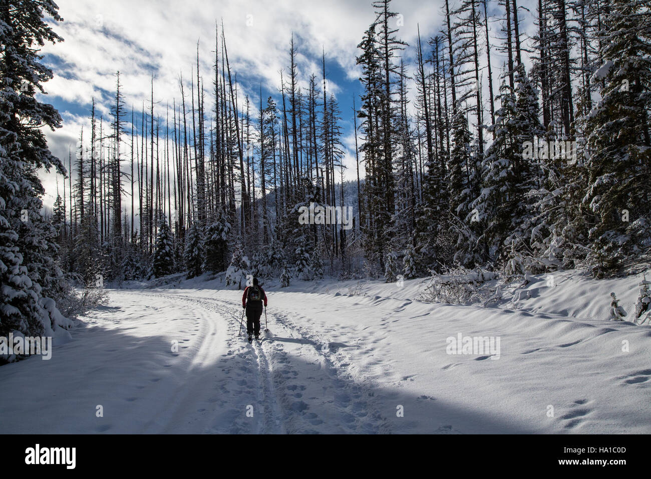 Sciare lungo Fish Creek Road nel Glacier National Park offre un'esperienza immersiva nel paesaggio invernale del parco. L'attività offre vedute panoramiche del terreno innevato ed è una scelta popolare per le attività ricreative invernali. Foto Stock