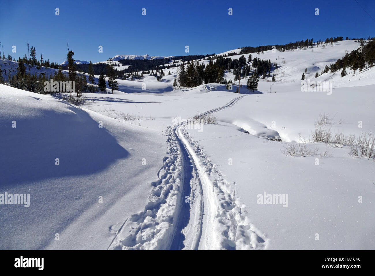 Lo sci di fondo è una delle attività invernali più popolari del parco nazionale di Yellowstone. I visitatori possono godere di paesaggi innevati incontaminati mentre esplorano i sentieri panoramici del parco, contribuendo all'offerta turistica invernale del parco e offrendo un'esperienza all'aria aperta unica. Foto Stock