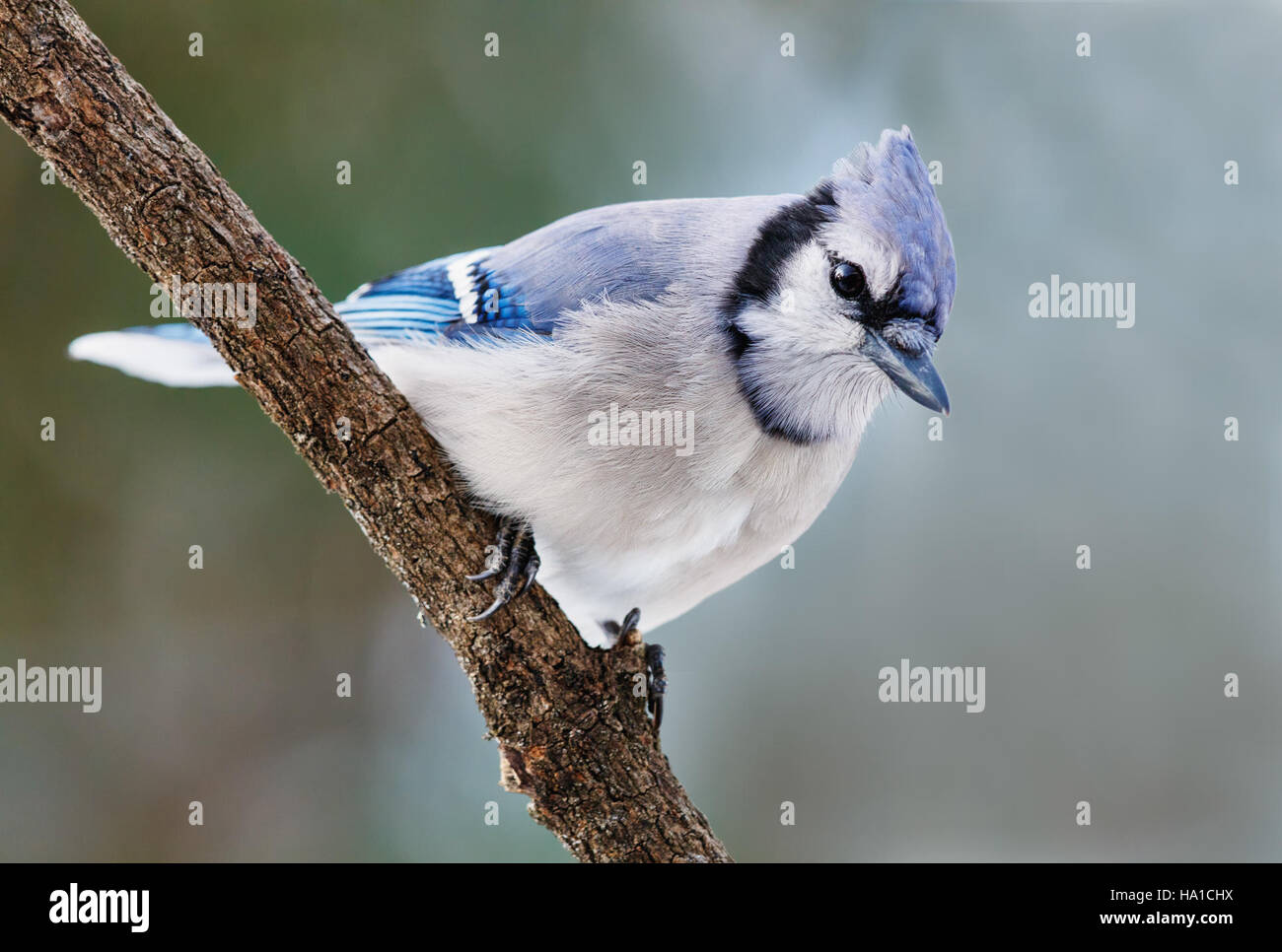 Un primo piano di un jay cattura i dettagli intricati delle sue piume e del suo comportamento, mettendo in evidenza la bellezza della fauna selvatica nel suo ambiente naturale. Foto Stock