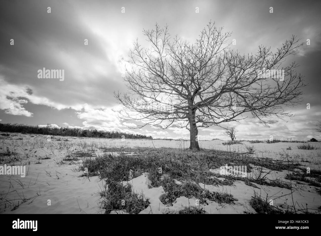 L'inverno porta cambiamenti significativi agli ambienti naturali, influenzando il comportamento della fauna selvatica e gli ecosistemi. Durante i mesi invernali, molte specie si adattano alle temperature più fredde, alterando le loro abitudini e diete per sopravvivere alla stagione. Foto Stock