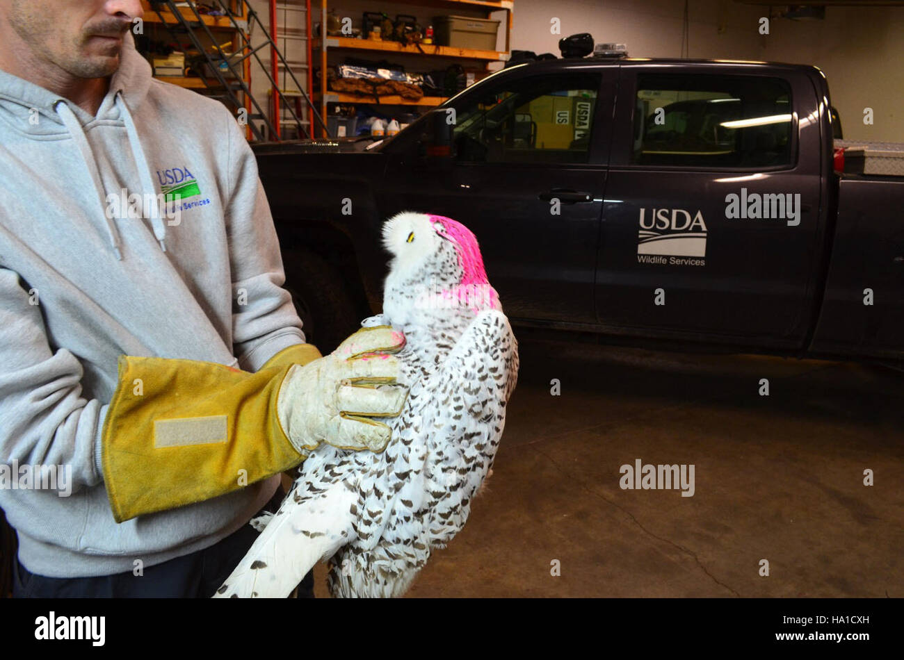 I ricercatori utilizzano la tecnologia GPS per tracciare i movimenti dei gufi di neve vicino all'aeroporto Detroit Wayne County. Questo progetto mira a studiare le popolazioni di gufi e i loro modelli migratori, contribuendo agli sforzi di conservazione della fauna selvatica nella regione. Foto Stock