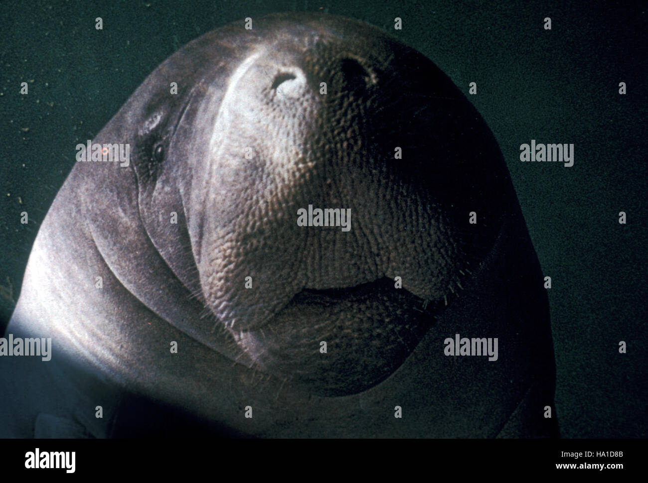 Un lamantino viene catturato nelle Everglades, una specie protetta per la sua vulnerabilità dovuta alla perdita dell'habitat e all'attività umana. Gli sforzi di conservazione mirano a proteggere i loro habitat umidi critici. Foto Stock