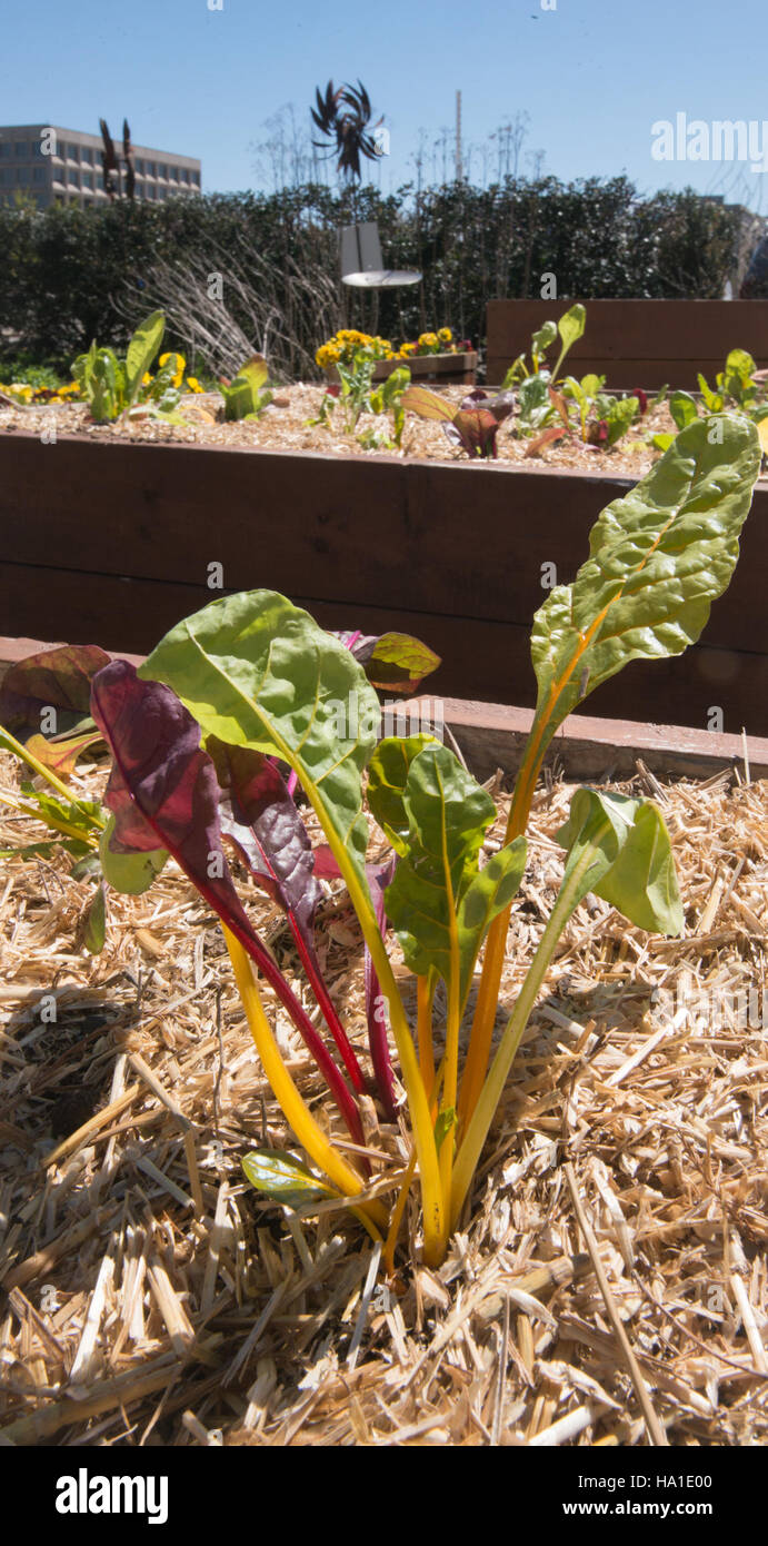 Questa immagine mostra un evento USDA Agricultural Marketing Service (AMS) nell'aprile 2016. L'evento si è concentrato sulle politiche agricole, sulla promozione di pratiche sostenibili e sul sostegno federale alle iniziative agricole che aiutano a rafforzare l'agricoltura e le comunità rurali degli Stati Uniti. Foto Stock