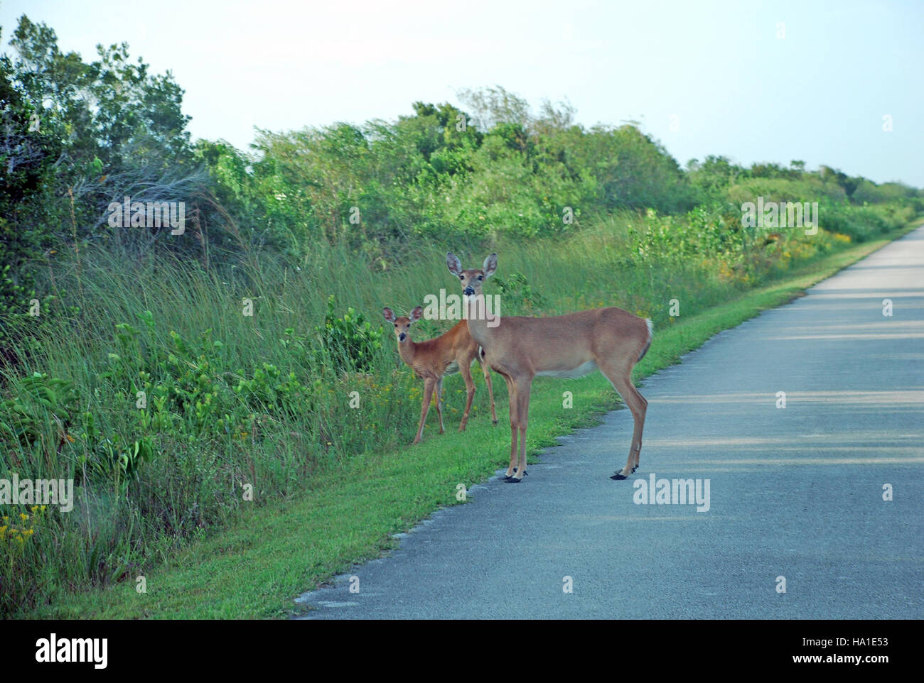 Un cervo che attraversa la strada nel Parco Nazionale delle Everglades mette in evidenza l'interazione tra la fauna selvatica e le infrastrutture umane, sottolineando la necessità di passaggi sicuri per la fauna selvatica nelle aree protette del parco. Foto Stock
