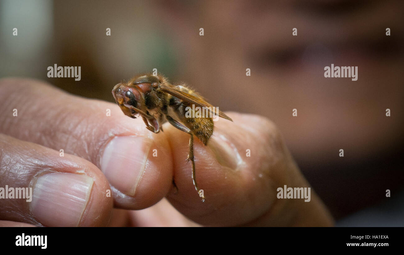 L'USDA ha partecipato al 4th USA Science & Engineering Festival a Washington D.C., presentando programmi di agenzie come il National Institute of Food and Agriculture e il Forest Service. L'evento ha evidenziato l'educazione STEM e i progressi scientifici nell'agricoltura e nella conservazione. Foto Stock