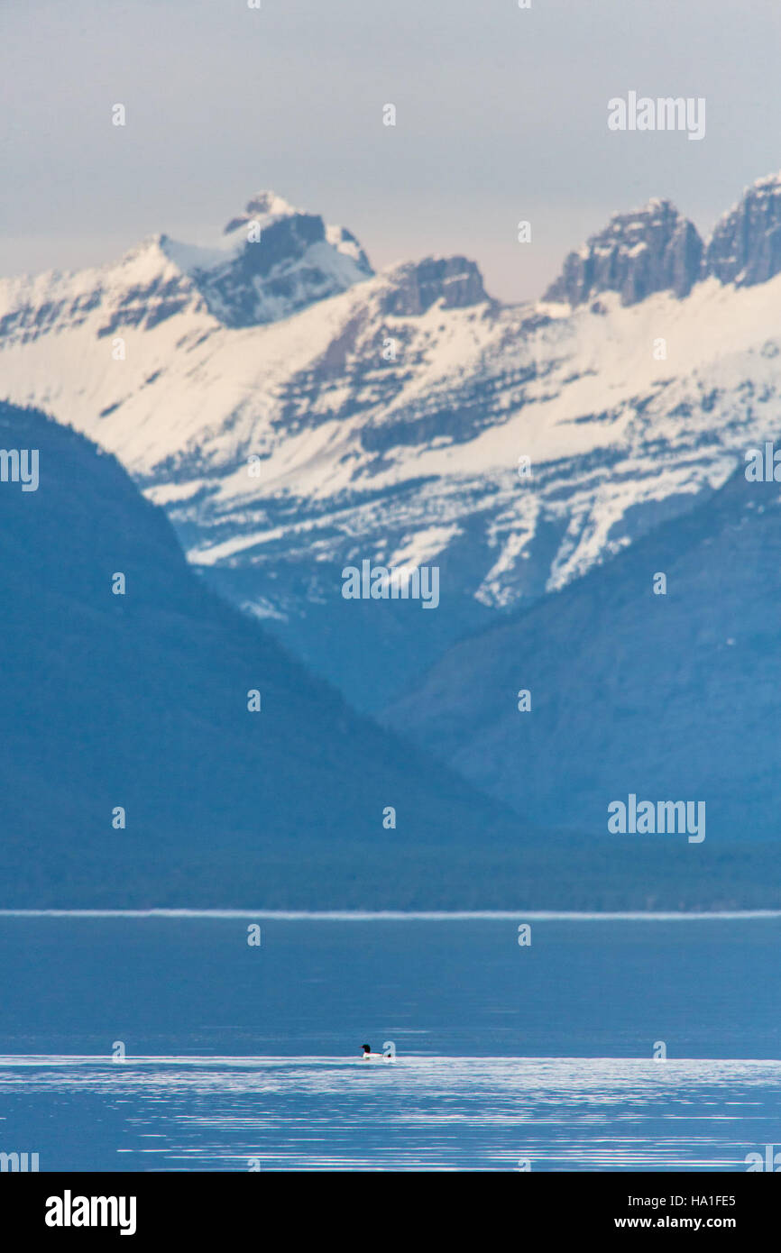 Il Common Merganser, un'anatra subacquea, si trova nel Glacier National Park, Montana, vicino all'iconico Garden Wall. Conosciuto per il suo straordinario piumaggio e le sue abilità subacquee, questo uccello è un esempio della variegata fauna selvatica che si trova nel parco, che è un paradiso per gli amanti degli uccelli e della natura. Foto Stock