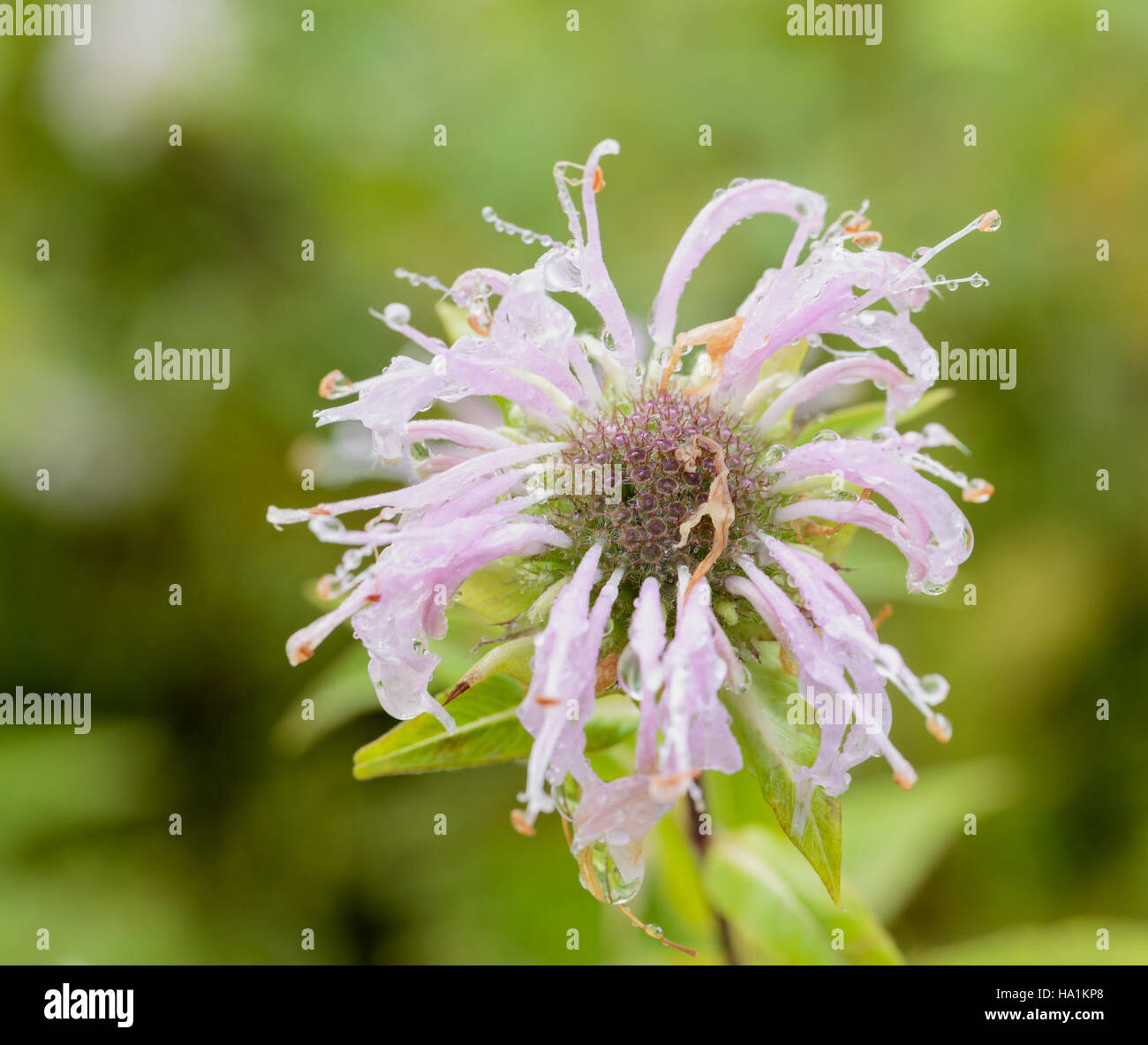 Questa immagine mette in evidenza un fiore di bergamotto selvatico, che mostra il suo aspetto vivace e il suo ruolo nel sostenere gli ecosistemi locali come una pianta impollinatrice. Foto Stock Questa immagine mette in evidenza un fiore di bergamotto selvatico, che mostra il suo aspetto vivace e il suo ruolo nel sostenere gli ecosistemi locali come una pianta impollinatrice. Foto Stock