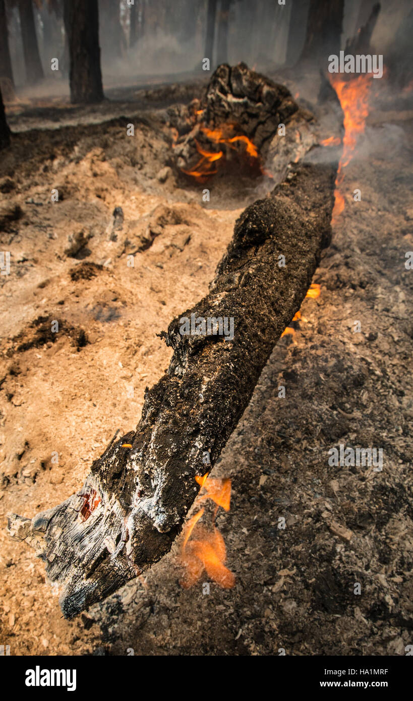 Questa immagine mostra la gestione degli incendi nella Sequoia National Forest della California, con i team del servizio forestale degli Stati Uniti che lavorano per controllare e reprimere gli incendi. L'incendio colpisce gli ecosistemi locali, tra cui i pini Sequoia e Ponderosa. Foto Stock