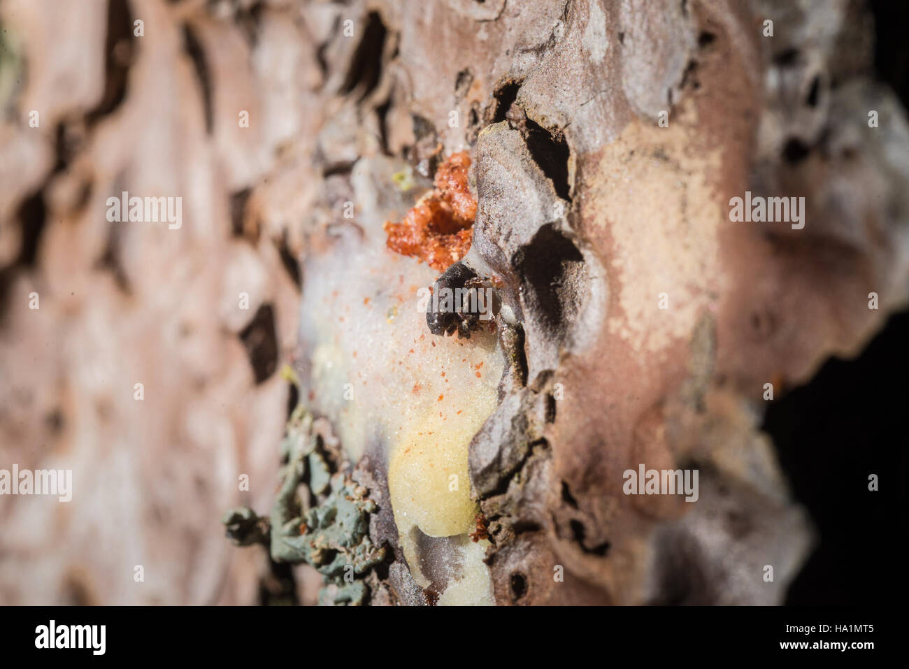 Il Cedar Fire a Bakersfield, California, come parte del Kern County Wildland Fire nelle foreste gestite dal servizio forestale degli Stati Uniti, colpendo le aree di pino Sequoia e Ponderosa. Foto Stock