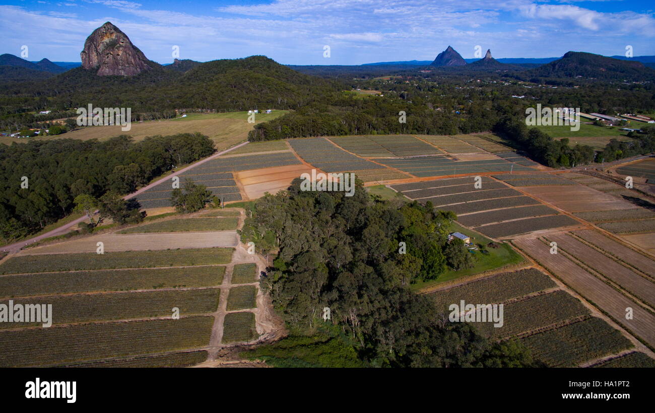 Drone foto aerea su campi di ananas e Glasshouse Mtns vicino Beerwah sulla Costa del Sole, Queensland, Australia. Foto Stock