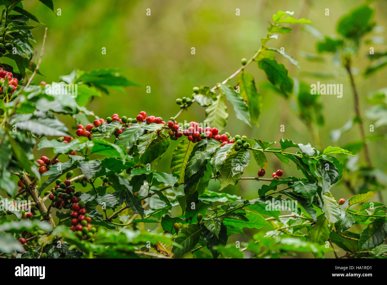 Mature e frutti immaturi ciliegie di caffè su di un ramo Foto Stock