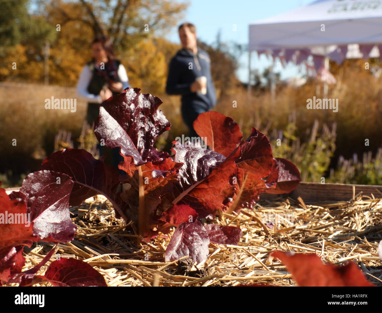 22712819742 usdagov 20151030-AMS-LSC-0020 Foto Stock