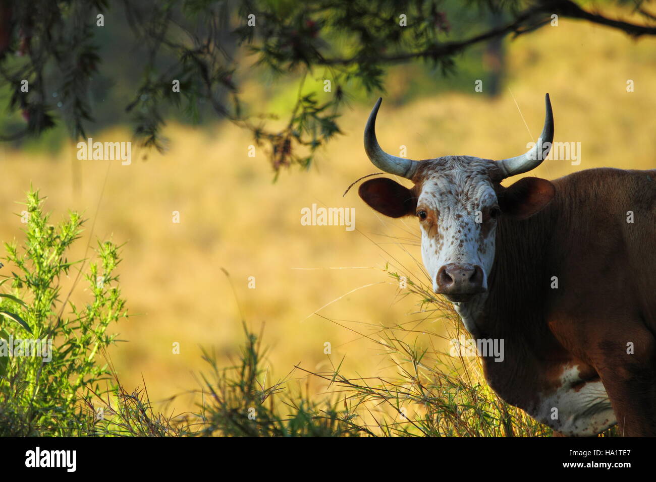 Una mucca cornuto con un volto bianco è curioso alla presenza di un essere umano nel paddock. Foto Stock