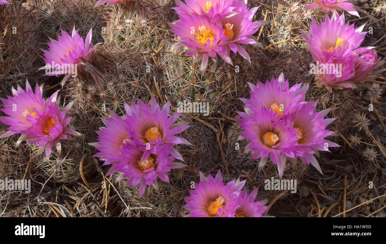 Questa immagine mette in evidenza i vibranti fiori di cactus che fioriscono nel Grand Canyon, mostrando la variegata vita vegetale del parco. Il Grand Canyon ospita numerose specie vegetali adattate al suo ambiente desertico unico. Foto Stock