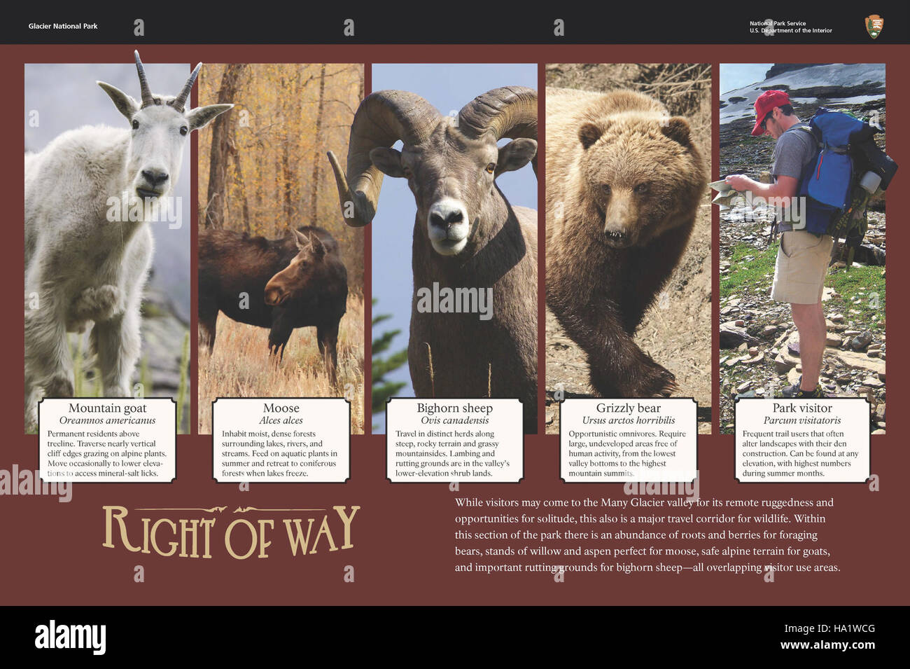Il Glacier National Park ospita diverse specie di fauna selvatica, tra cui grandi mammiferi, uccelli e altre specie di fauna che prosperano negli ecosistemi protetti del parco. Foto Stock
