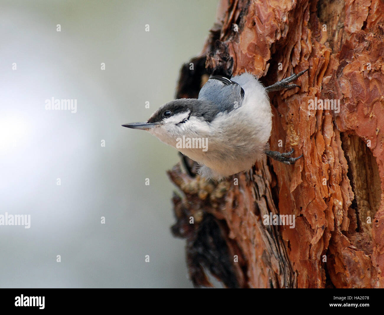 Il Pygmy Nuthatch è un piccolo uccello che si trova comunemente nel Bandelier National Monument. Il suo habitat comprende foreste di conifere dove svolge un ruolo nel controllo degli insetti, contribuendo all'equilibrio ecologico del parco. Foto Stock