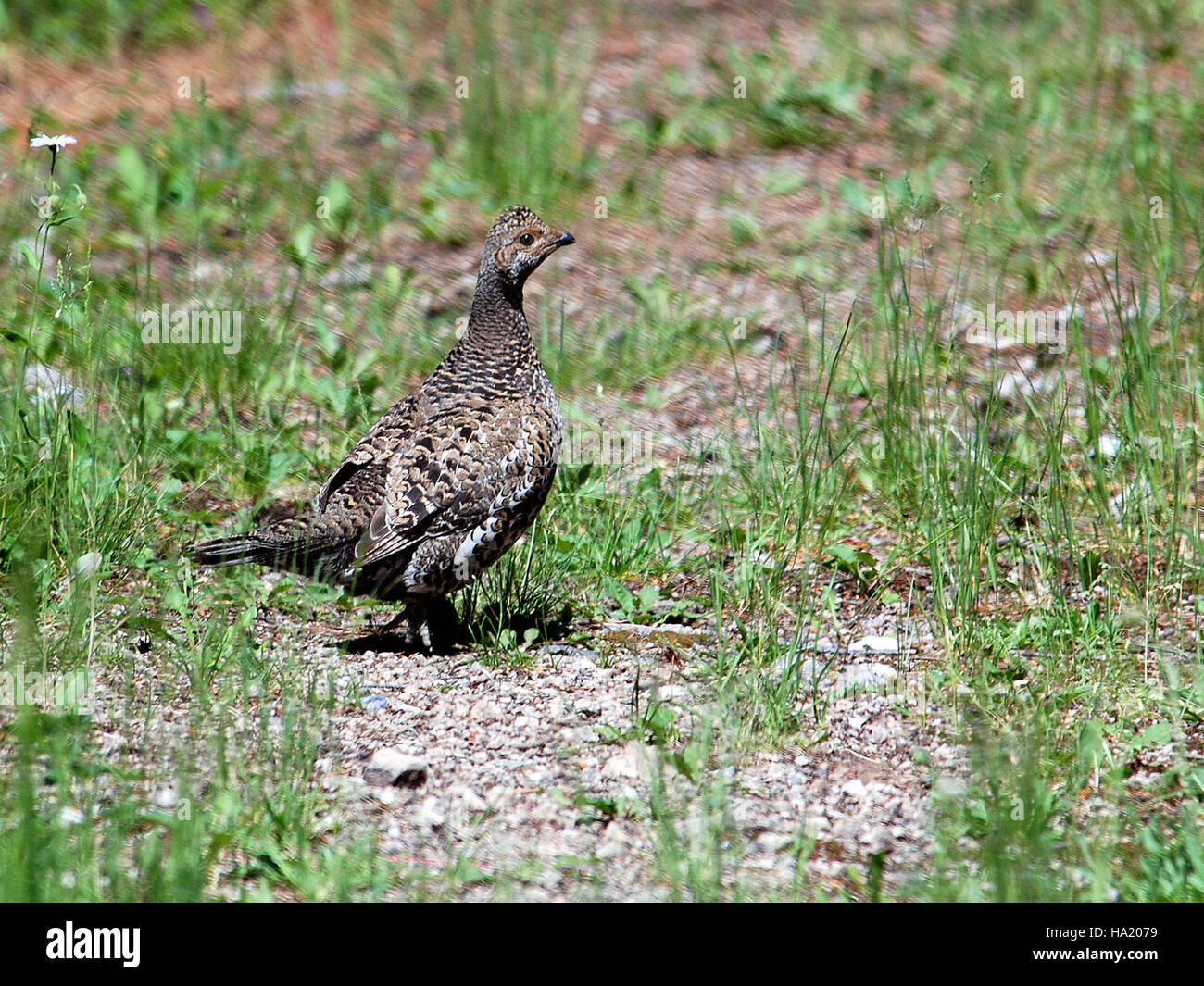Il Dusky Grouse, originario delle foreste delle Montagne Rocciose, è noto per i suoi elaborati corteggiamenti durante la stagione degli accoppiamenti. Questi uccelli si trovano spesso in ambienti ad alta quota e sono una specie importante all'interno del loro ecosistema. Foto Stock