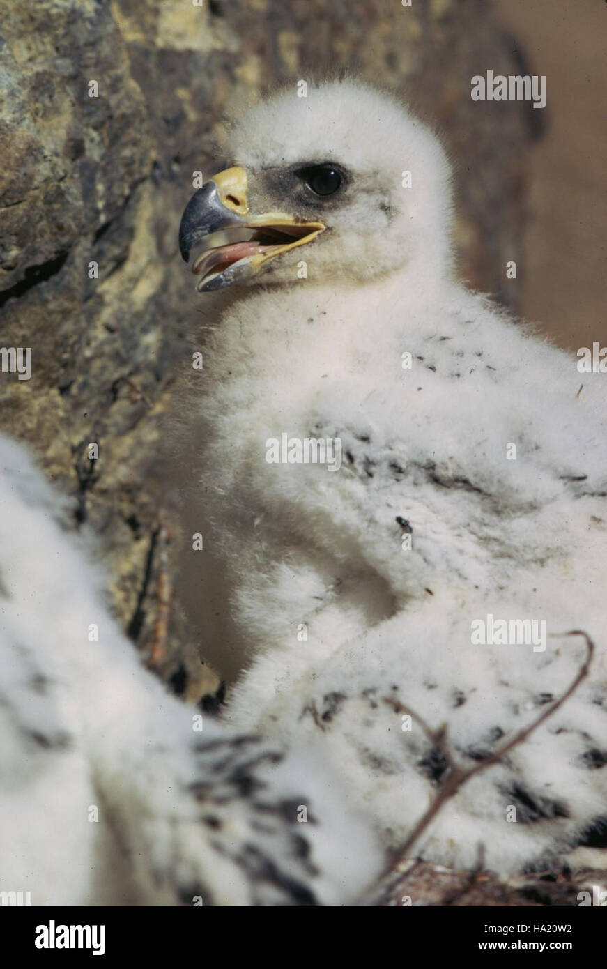 Un'aquila dorata è avvistata nel Parco Nazionale di Denali, che mostra le impressionanti abilità di caccia dell'uccello e la sua maestosa presenza in natura. Queste aquile sono i predatori principali, giocando un ruolo importante nell'ecosistema. Foto Stock