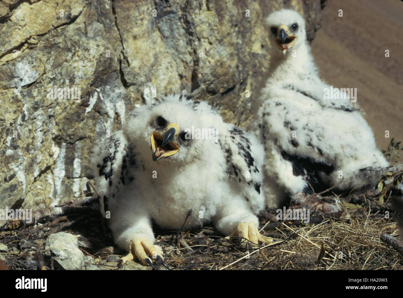 L'Aquila d'Oro, un grande e potente uccello preda, è stato osservato nel Parco Nazionale di Denali. Conosciuto per la sua abilità di caccia e il suo volo maestoso, questo uccello svolge un ruolo fondamentale nel mantenere l'equilibrio dell'ecosistema del parco. Si tratta di una specie iconica, spesso avvistata che si innalza sui vasti paesaggi del parco. Foto Stock