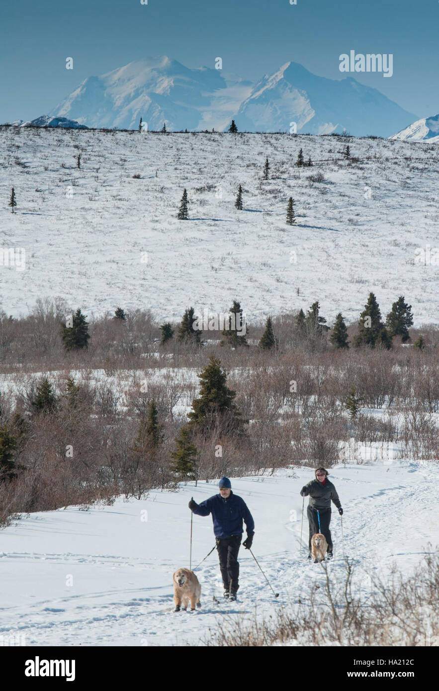 Lo sci, una popolare attività invernale, si svolge nel Denali National Park, offrendo ai visitatori un modo avventuroso per vivere la natura incontaminata del parco durante la stagione nevosa. Foto Stock