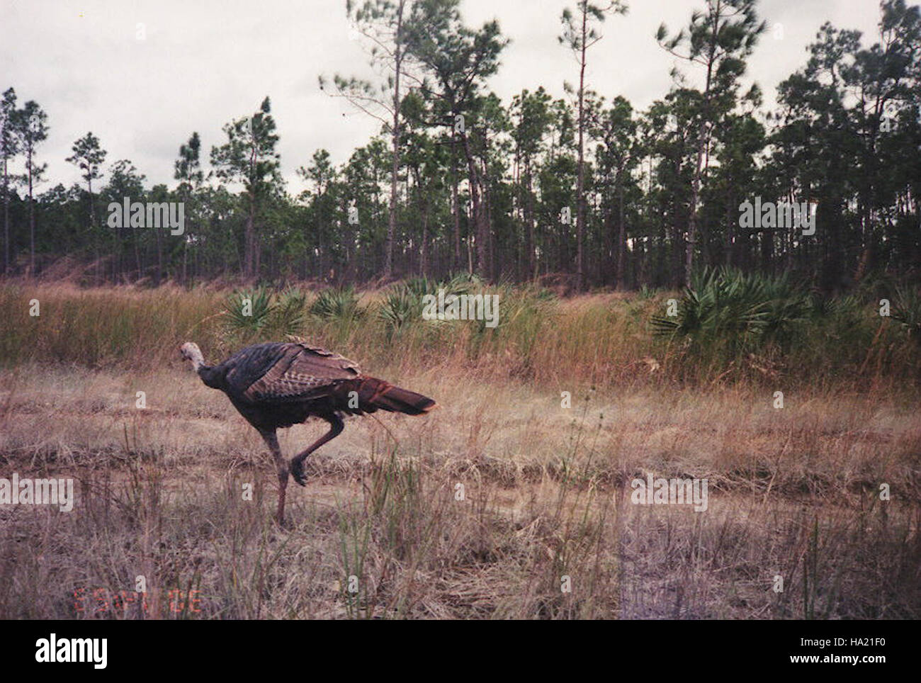 Un tacchino selvaggio, fotografato nel Parco Nazionale delle Everglades, una specie chiave nel variegato ecosistema del parco. Le Everglades ospitano una varietà di fauna selvatica, sostenendo popolazioni sane di uccelli, mammiferi e rettili. Foto Stock