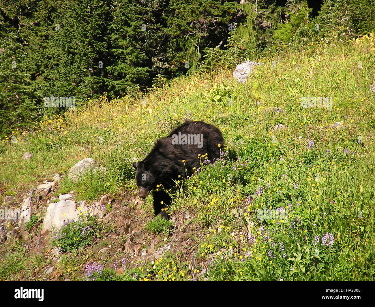 17301855821 olympicnps Black Bear della curva discendente cuore Lago foto NPS Foto Stock