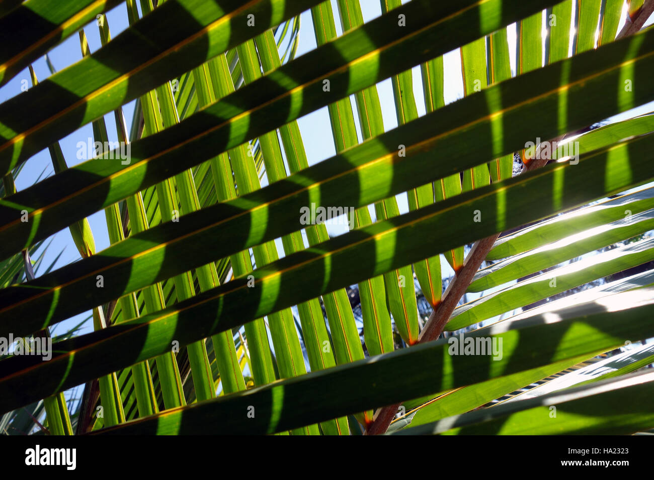 Sole tropicale attraverso le fronde delle palme Foto Stock