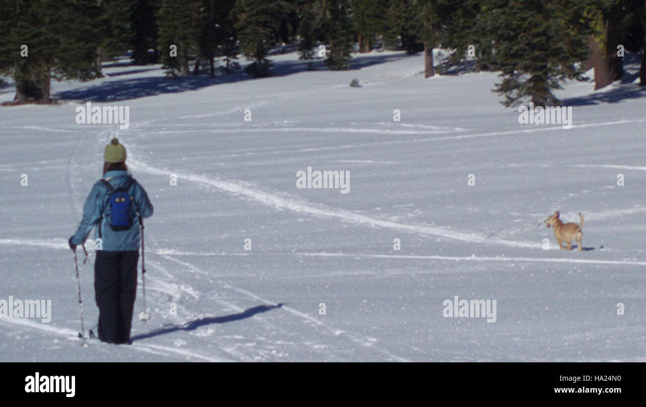 Questa immagine mostra lo sci di fondo in un parco nazionale degli Stati Uniti, evidenziando le opportunità di sport invernali disponibili per i visitatori. Lo sci di fondo è un'attività popolare nei parchi nazionali, che offre un'esperienza all'aperto immersiva in paesaggi panoramici e innevati, promuovendo al contempo il fitness e l'apprezzamento ambientale. Foto Stock