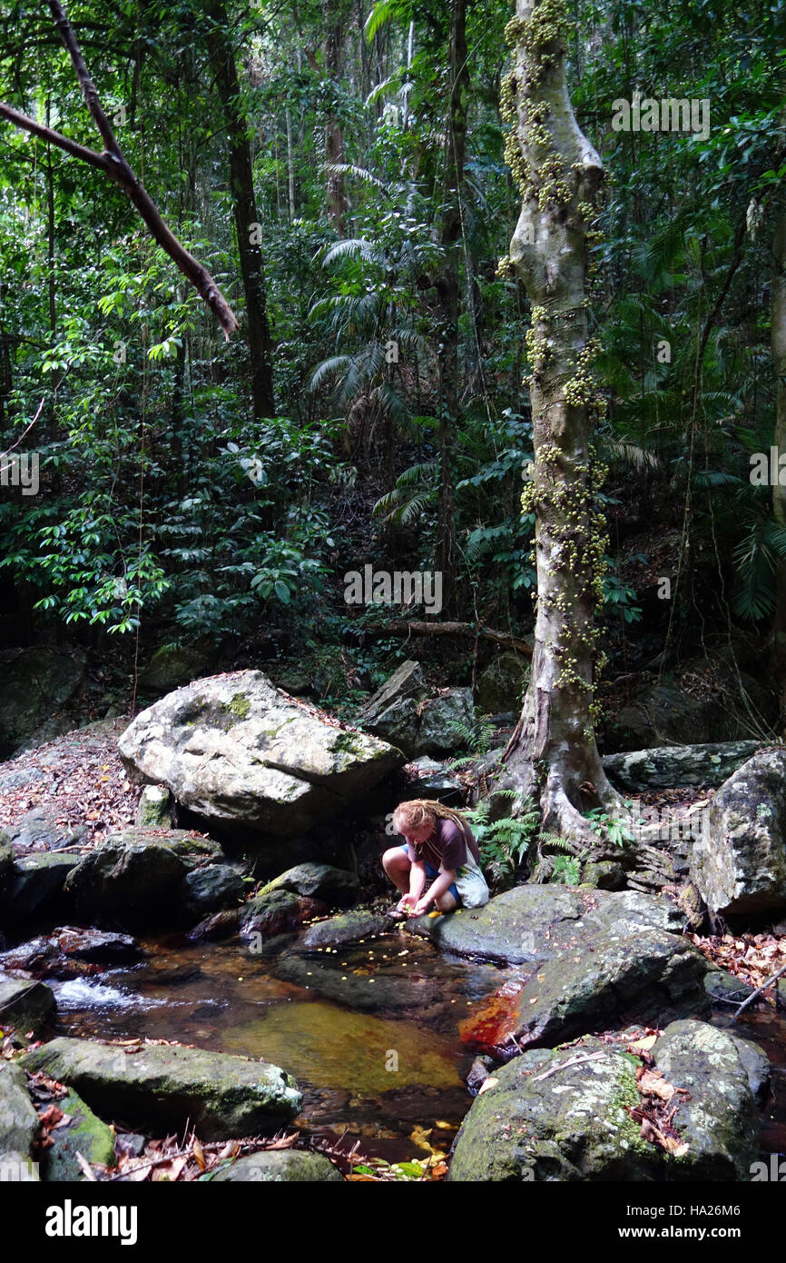 Uomo che guarda frutti caduti da un cauliflorous fig, Wet Tropics foresta pluviale, Cairns, Queensland, Australia. No signor Foto Stock
