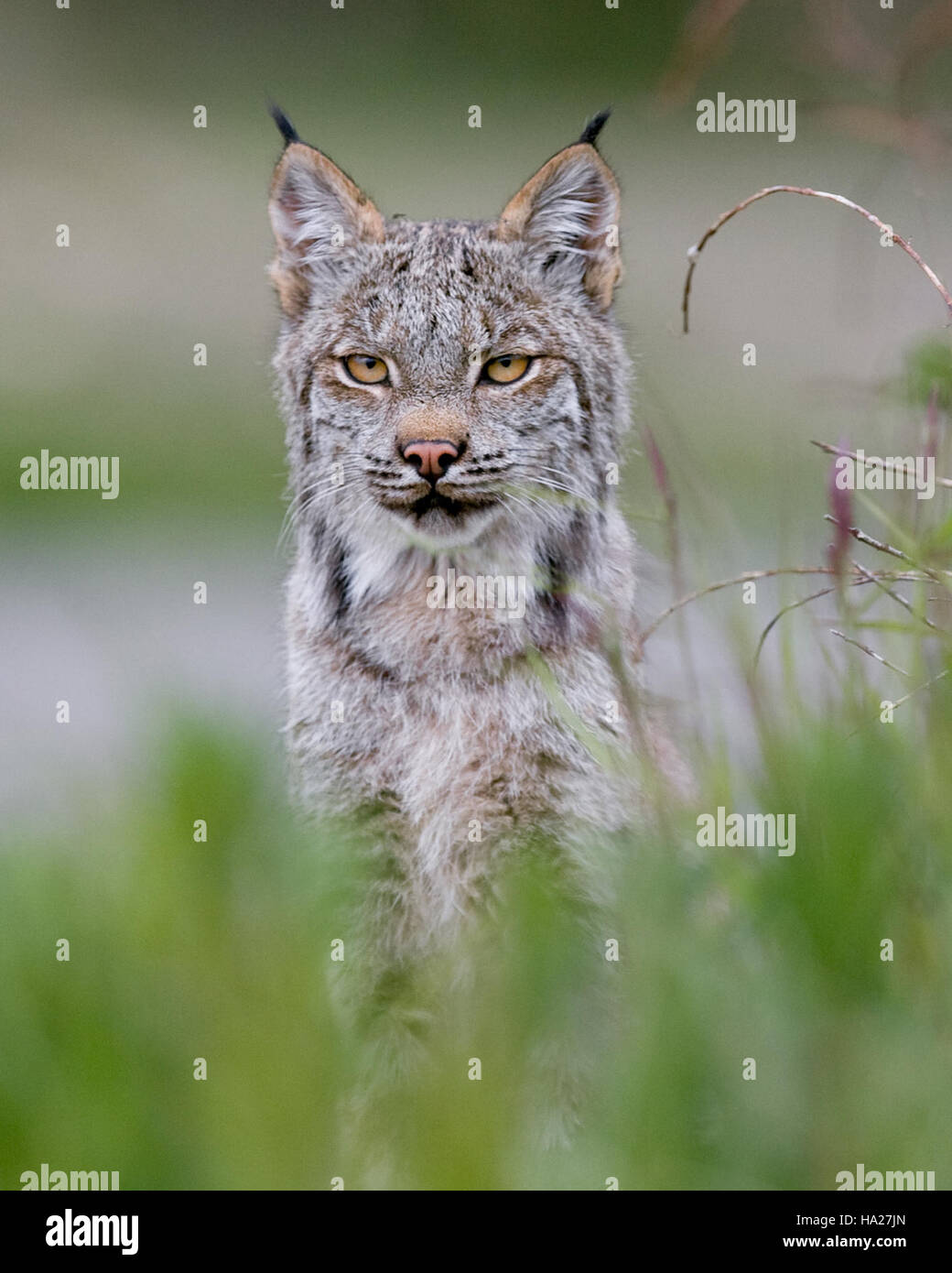 L'immagine cattura una lince nel Parco Nazionale di Denali, mostrando la natura sfuggente e solitaria di questo gatto selvatico. La sua presenza evidenzia il ruolo del parco nella conservazione delle specie rare e a rischio di estinzione. Foto Stock