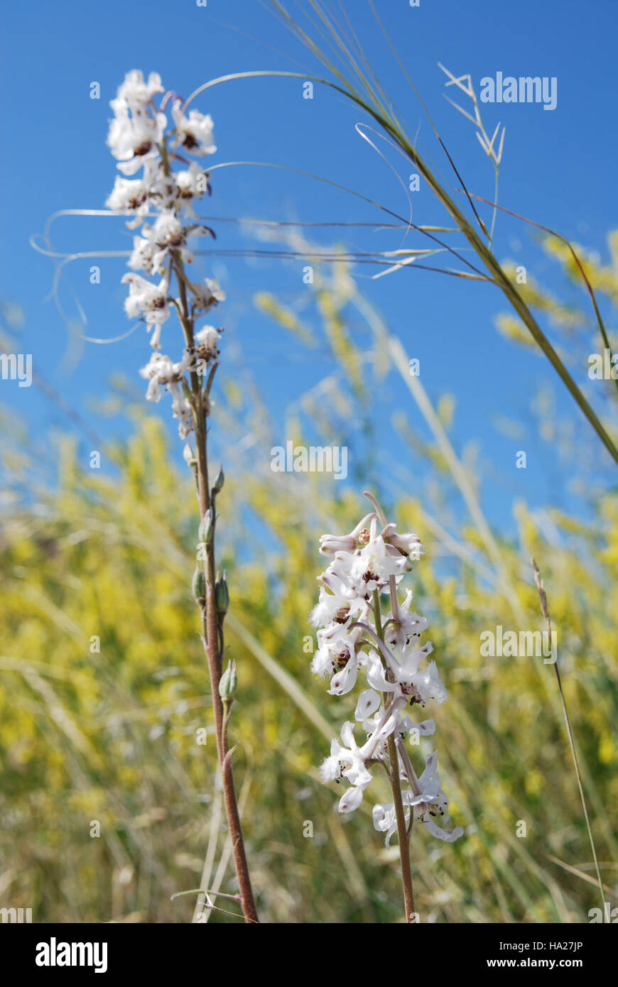 5880919637 badlandsnationalpark Beardtongue e ago e filo erba Foto Stock