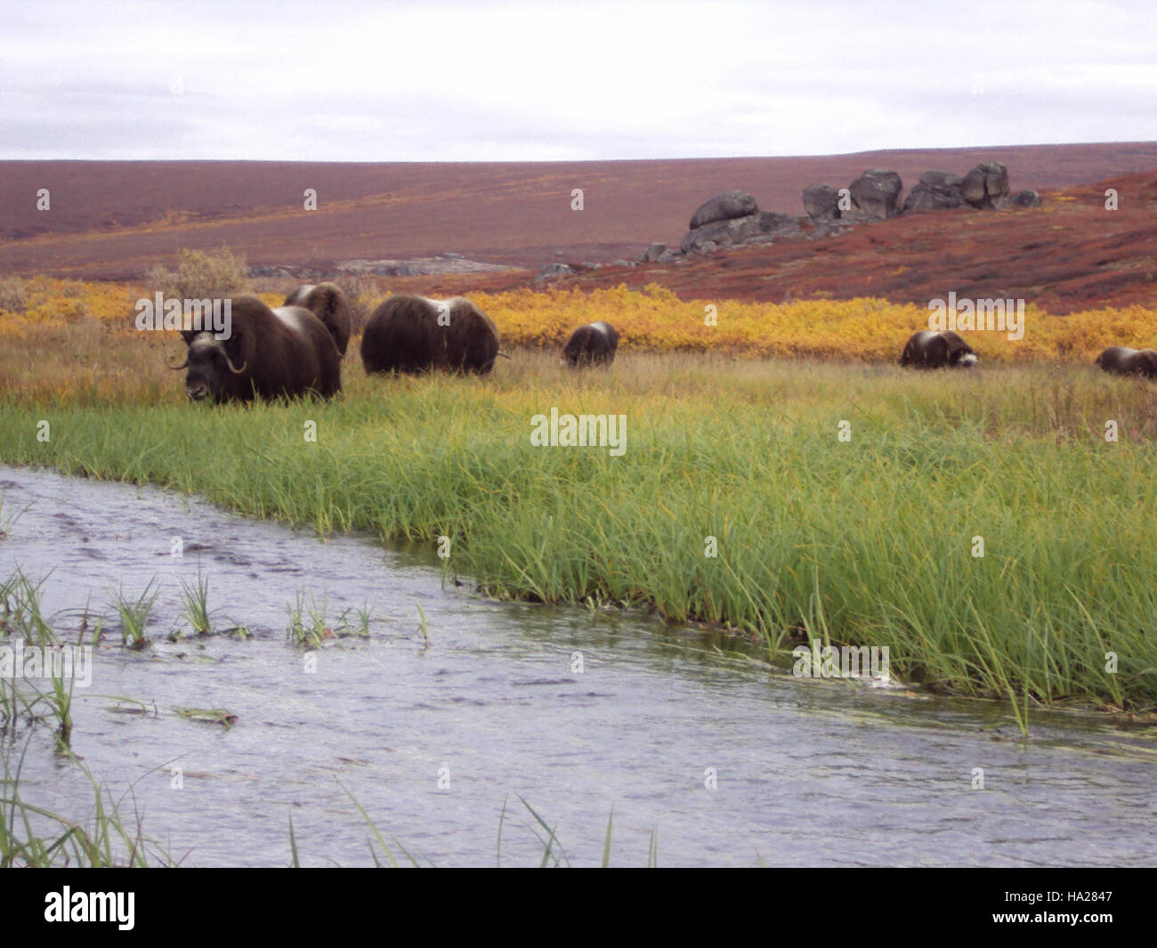 Il Bering Land Bridge National Preserve cattura i vibranti colori autunnali dei suoi vasti paesaggi, mostrando le stagioni mutevoli in Alaska. La riserva è conosciuta per la sua flora e fauna uniche, che mettono in risalto la bellezza ecologica e la biodiversità della regione. Questo sito naturale offre informazioni sulle rotte migratorie storiche di antichi popoli e animali attraverso lo stretto di Bering. Foto Stock