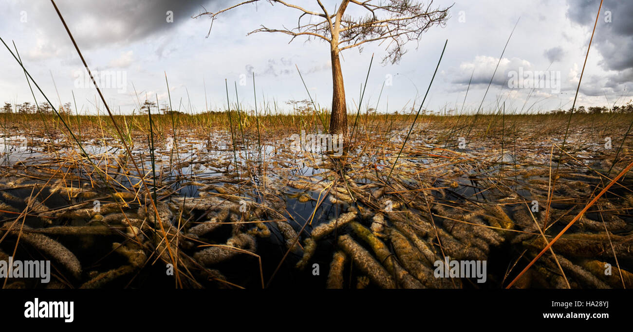 "River of Grass" nel Parco Nazionale delle Everglades, catturato dal fotografo Brian Call, mostra il paesaggio unico di questo ecosistema paludoso. L'immagine mette in evidenza le vaste zone umide piene di erba che sono parte integrante della biodiversità e della salute ambientale del parco. Foto Stock