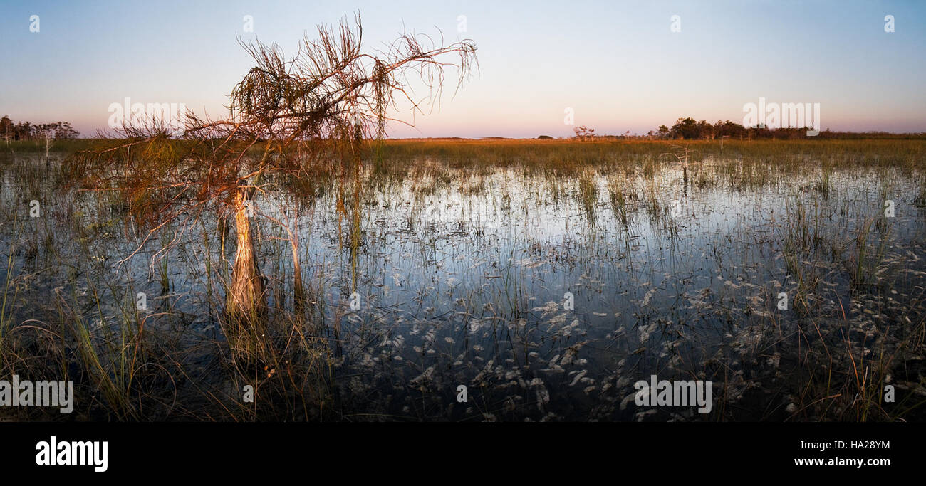 Il River of Grass nel Parco Nazionale delle Everglades mette in mostra l'ecosistema paludoso unico della Florida, evidenziando il suo ruolo cruciale nella filtrazione dell'acqua e nella conservazione dell'habitat. Le vaste paludi forniscono habitat critici per diverse specie, rendendola un'area vitale per gli sforzi di conservazione. Foto Stock