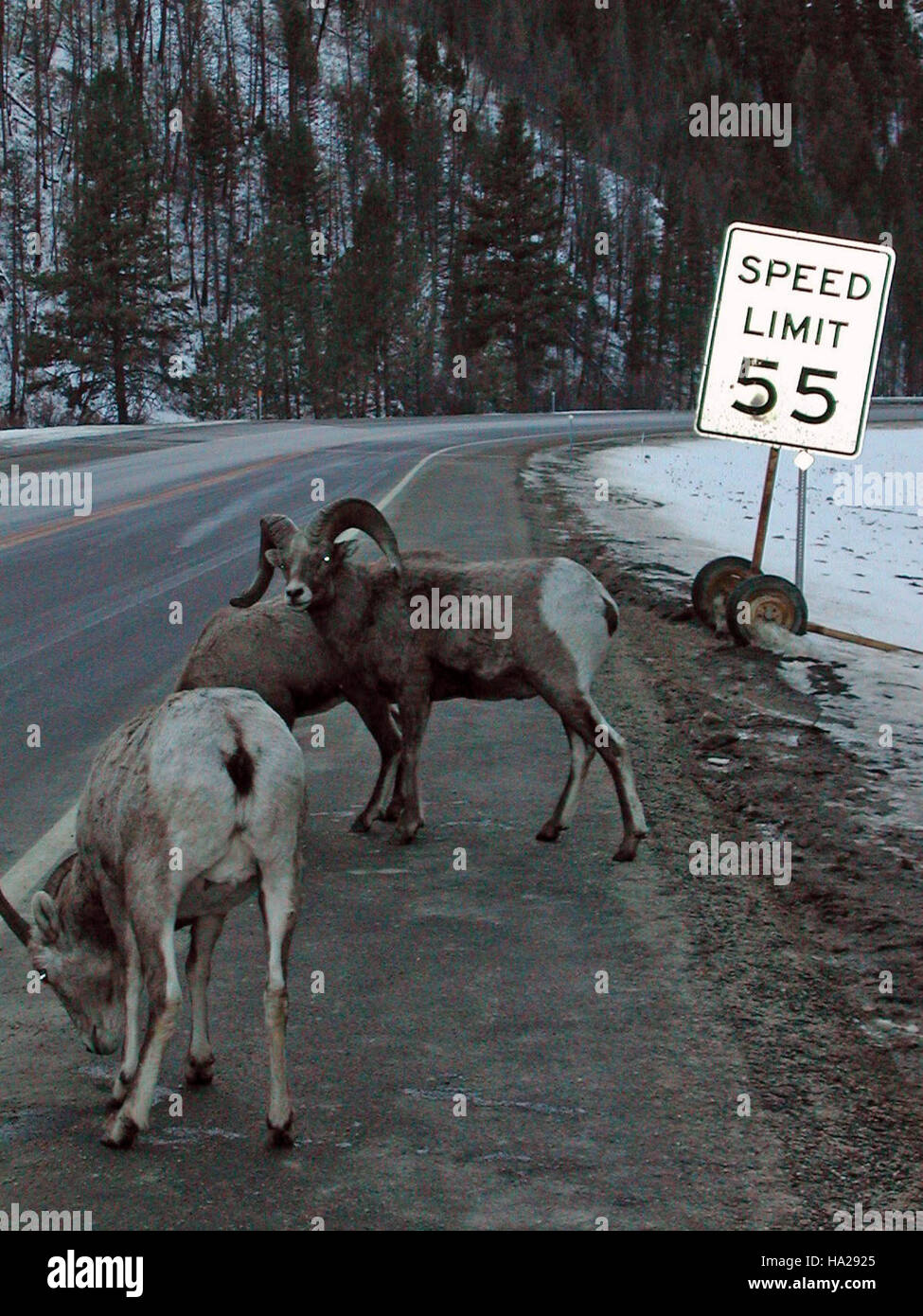 Le pecore di Bighorn sono osservate in un parco nazionale, attratte dal sale stradale utilizzato per lo sbrinamento. Questa interazione mette in evidenza le sfide che la fauna selvatica deve affrontare con le infrastrutture umane negli habitat naturali. Foto Stock