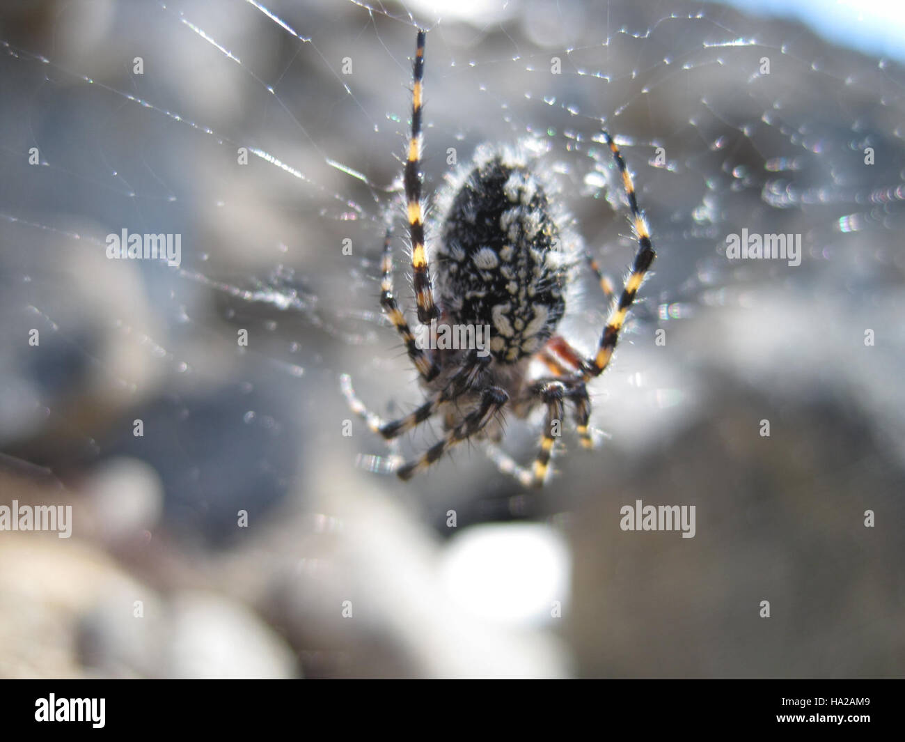 Un ragno nella tundra del Bering Land Bridge National Park, che mostra l'ecosistema artico unico del parco. L'ambiente freddo e scarso del parco ospita una varietà di specie resistenti, tra cui i ragni, che prosperano nelle sue condizioni difficili. Foto Stock