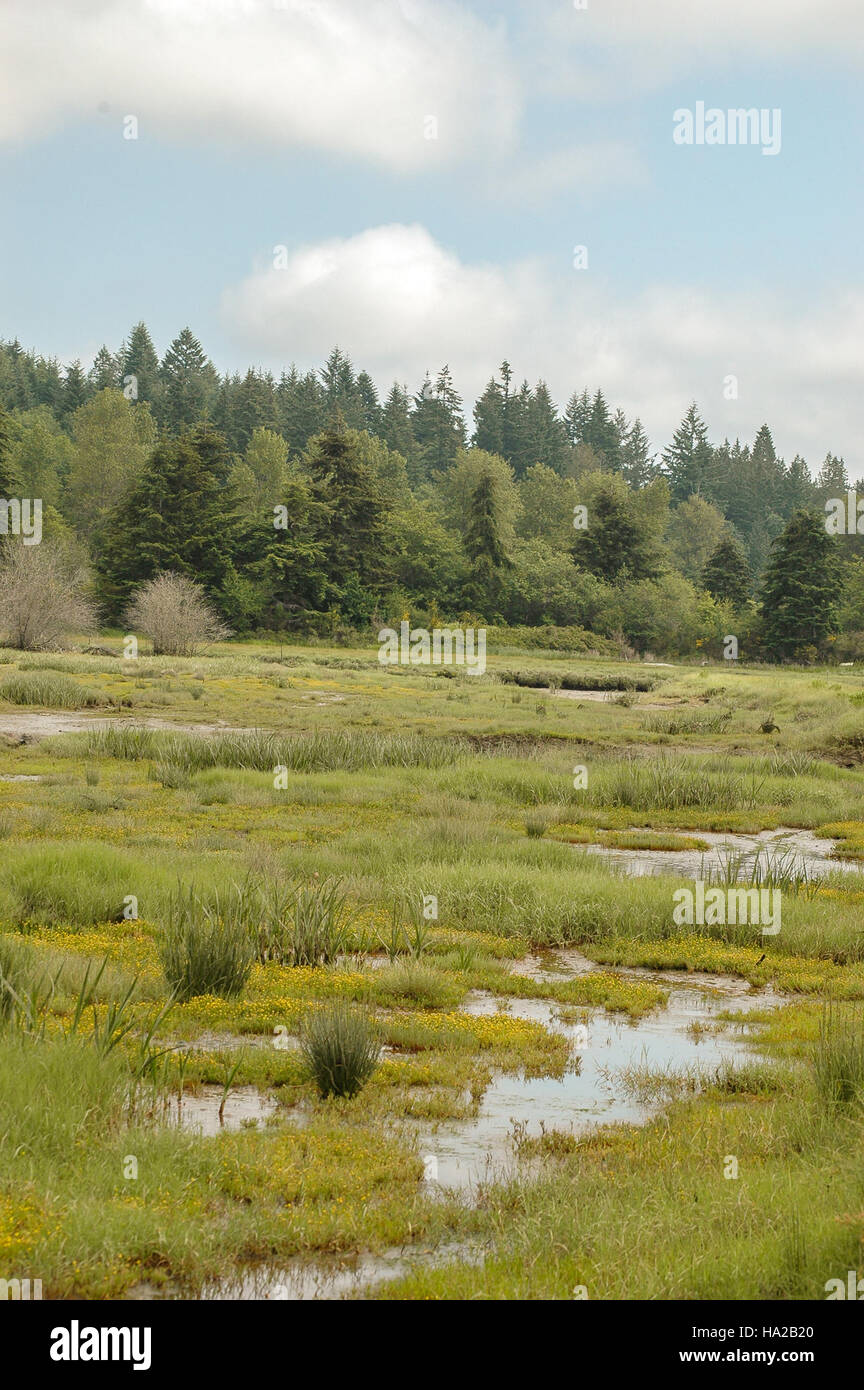 La fotografia mette in evidenza le piante di acqua salata che si trovano nelle paludi di Klingel, un'importante area ecologica. Queste piante svolgono un ruolo cruciale nell'ecosistema locale stabilizzando il suolo e fornendo habitat a varie specie selvatiche. Foto Stock