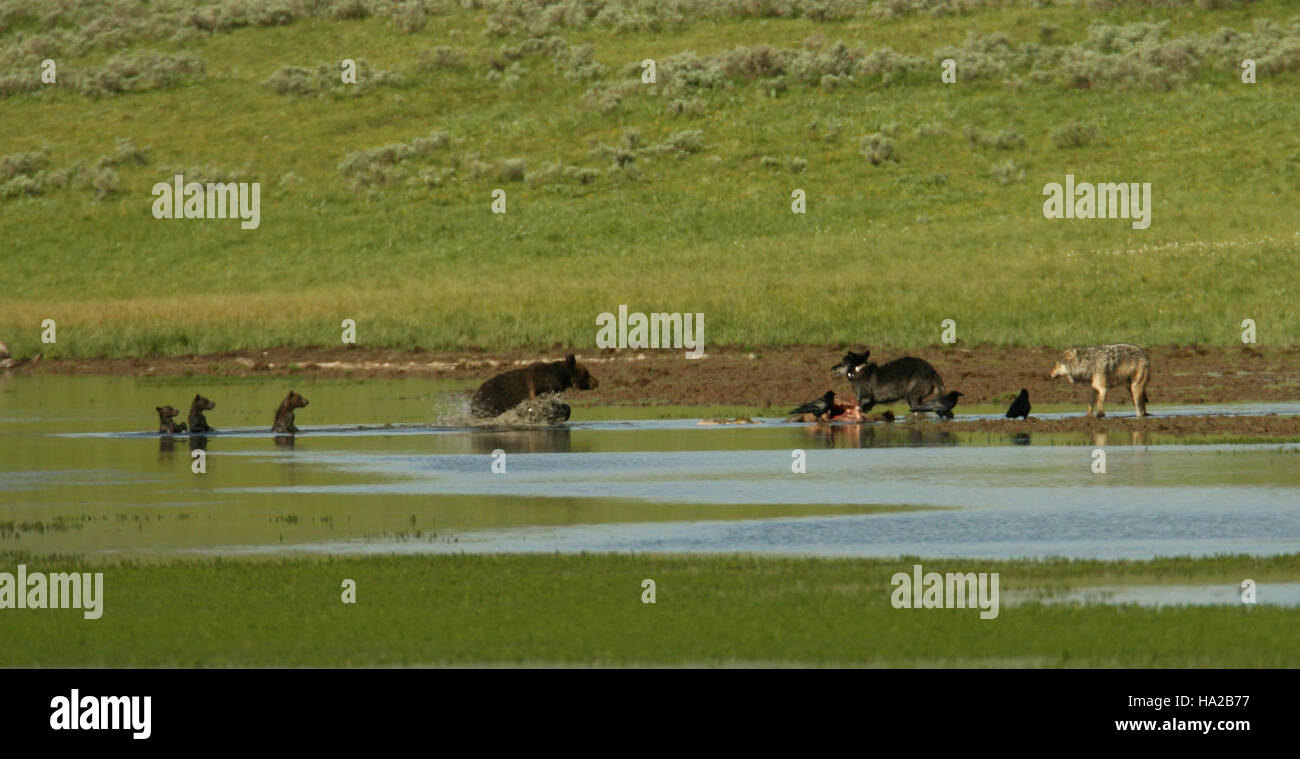 Una fotografia scattata nel parco nazionale di Yellowstone che mostra una scrofa grizzly e i suoi tre cuccioli che si nutrono di una carcassa, con anche due lupi presenti. Questa immagine mette in evidenza l'ecosistema dinamico e le interazioni tra le specie di predatori. Foto Stock Una fotografia scattata nel parco nazionale di Yellowstone che mostra una scrofa grizzly e i suoi tre cuccioli che si nutrono di una carcassa, con anche due lupi presenti. Questa immagine mette in evidenza l'ecosistema dinamico e le interazioni tra le specie di predatori. Foto Stock