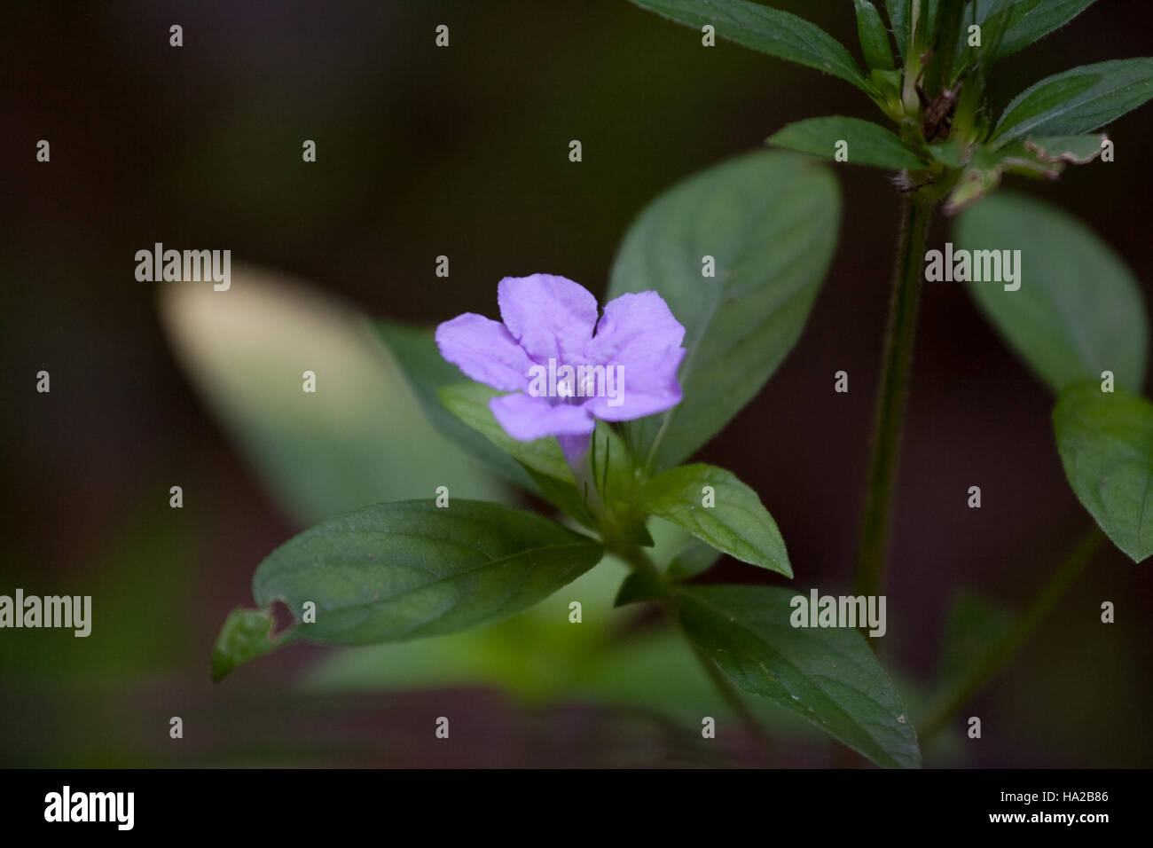 Questa fotografia cattura una scena serena al Parco Nazionale di Congaree, mostrando la sua ricca biodiversità e l'ampia bellezza naturale. L'immagine sottolinea l'importanza ecologica del parco e le vedute panoramiche. Foto Stock