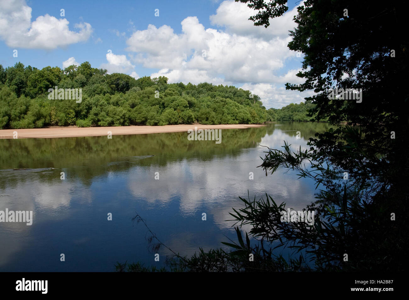 Questa immagine cattura una vista panoramica del Parco Nazionale di Congaree, una riserva naturale conosciuta per la sua ricca biodiversità e l'importanza ecologica. Il parco è un habitat critico per varie specie ed è riconosciuto per i suoi sforzi di conservazione. Foto Stock