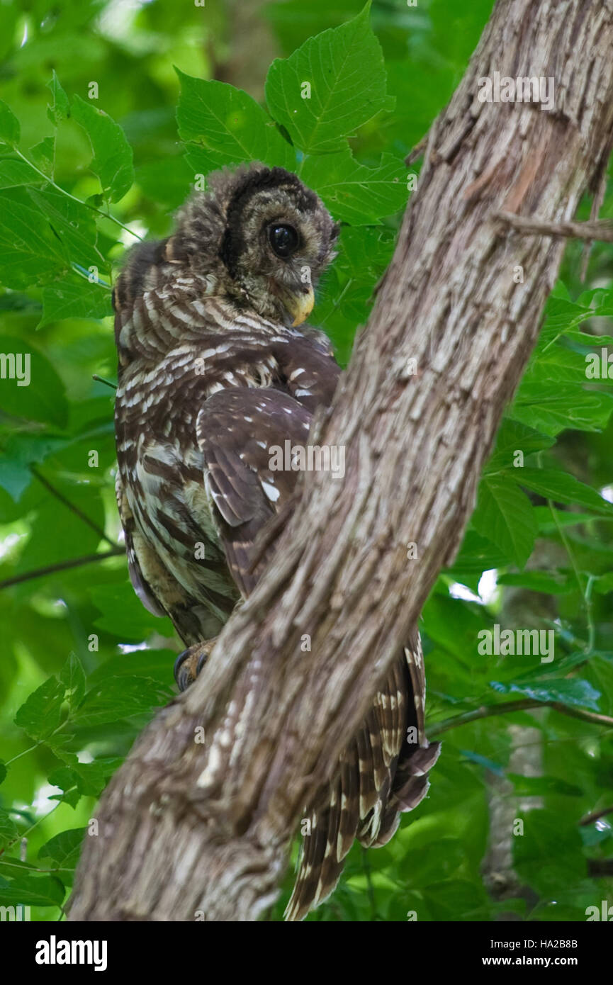 Il Congaree National Park (ID 7509653868) si trova nella Carolina del Sud ed è noto per le sue vaste zone umide conservate e la variegata fauna selvatica. È una riserva della biosfera dichiarata dall'UNESCO, caratterizzata da ecosistemi rari e una ricca biodiversità. Foto Stock