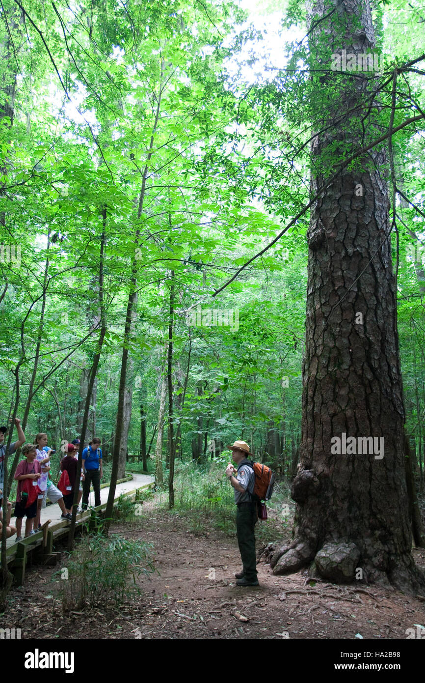 Questa immagine cattura il lussureggiante paesaggio del Congaree National Park, una riserva della biosfera dell'UNESCO nella Carolina del Sud. Il parco è noto per la sua ricca biodiversità, tra cui le antiche foreste di pianure alluvionali, e funge da habitat importante per varie specie di flora e fauna selvatiche. Foto Stock